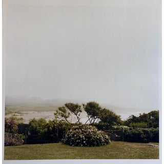 Peter C. Jones 1, Wild Roses, Large Format Photo 24X20 Color Photograph Beach House, 2004 For Sale