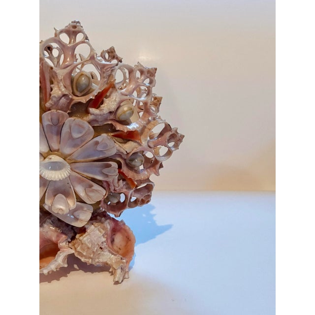 Early 20th Century Seashell Napkin Holder For Sale - Image 4 of 6