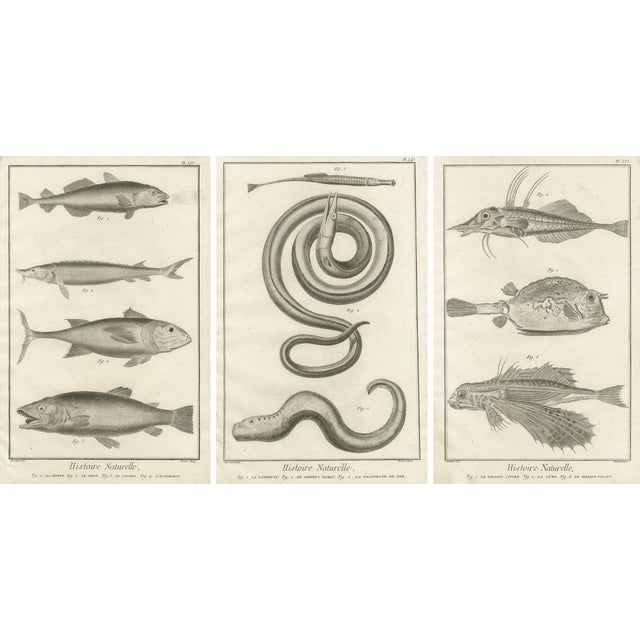 After François-Nicolas Martinet, Fish Illustrations, 1770, Engravings, Set of 3 For Sale - Image 5 of 10