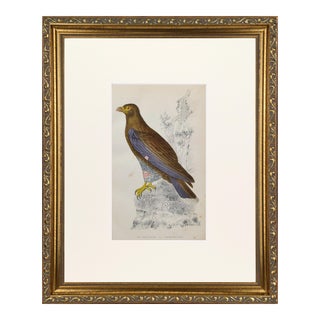 19th Century English Hand Colored Caracara Falcon Bird Engraving by Goldsmith For Sale
