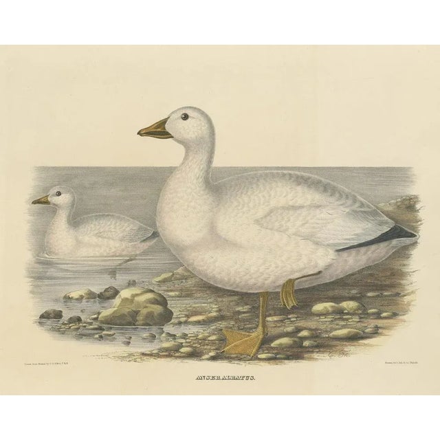 Mid 19th Century Elliot, Cassin's Snow Goose, 1869, Print For Sale - Image 5 of 5