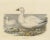 Mid 19th Century Elliot, Cassin's Snow Goose, 1869, Print For Sale - Image 5 of 5