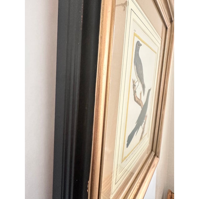 Late 18th Century Antique 18th Century Bird Copper Plate Engraving by François-Nicolas Martinet For Sale - Image 5 of 12