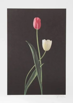 Harvey Edwards "Tulips" Offset Lithograph