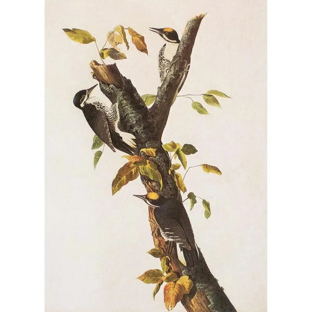 1960s 1966 Vintage Cottage Print "Three-Toed Woodpecker" After John James Audubon For Sale - Image 5 of 7