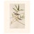 Paper 1966 Vintage Cottage Print "Solitary Flycatcher or Solitary Vireo" After John James Audubon For Sale - Image 7 of 7