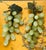 1920s Great Pair of Large Vintage Jadeite Jade Grape Clusters For Sale - Image 5 of 8