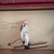 Britains, Ltd. Vintage Britains Ltd Four Skiing Toy Soldiers No. 2017 For Sale - Image 4 of 6