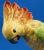 20th Century Porcelain Cockatoo Parrot Sculpture from Rudolstadt Volkstedt Manufacture, Germany For Sale - Image 12 of 18