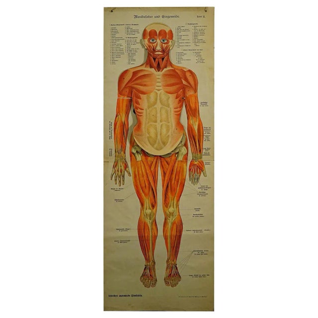 Human Musculature Foldable Anatomical Wall Chart For Sale - Image 9 of 9