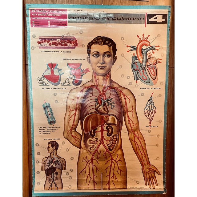 1960s Human Body Circulatory System Poster, 1964 For Sale - Image 5 of 10