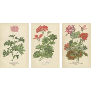 Edward Steps, Triptych of Geranium Varietals, 1896, Paper, Set of 3 For Sale