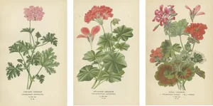 Edward Steps, Triptych of Geranium Varietals, 1896, Paper, Set of 3