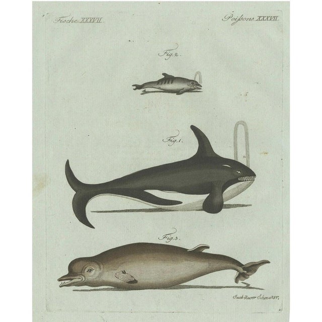 Bertuch, Orca, Whale and Dolphin, 1805, Engraving For Sale - Image 9 of 9