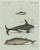 Bertuch, Orca, Whale and Dolphin, 1805, Engraving For Sale - Image 9 of 9