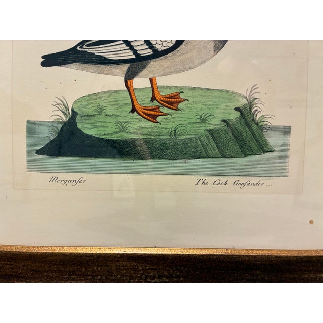 Vintage Goosander Merganser Ornithological Bird Print in Dark Wood Frame For Sale - Image 4 of 5