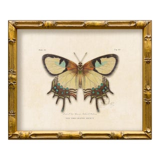 Reproduction Vintage "Garden Friends" Art Print (15), Framed Butterfly For Sale