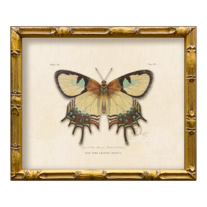 Reproduction Vintage "Garden Friends" Art Print (15), Framed Butterfly