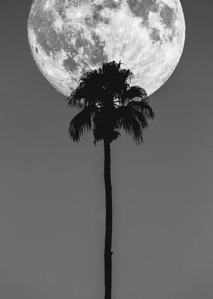 Palm Springs Moon and Palm Tree by Jason Mageau