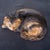 Late 19th Century Pennsylvania Painted Chalkware Cat, C. 1875 For Sale - Image 5 of 7