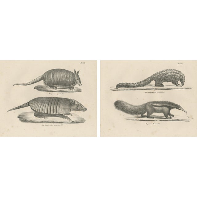 Schinz, Armadillo, Pangolin & Anteater, Lithographs, 1830, Set of 2 For Sale