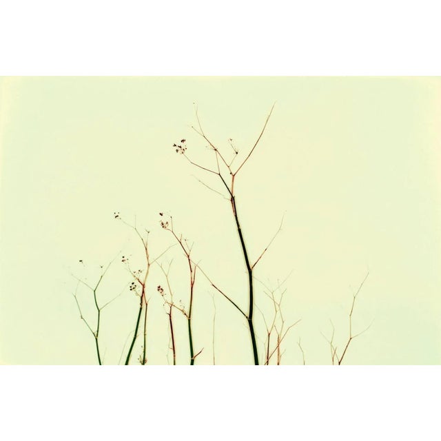 Edition of 50. All items are shipped as a print only and come unframed. Jo crowther was born in york in 1963, and a...