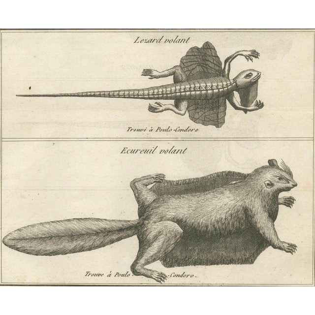 Paper Poulo Condore, Flying Lizard and Flying Squirrel, 1770, Print For Sale - Image 7 of 10