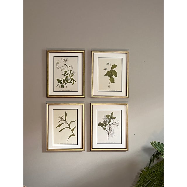 This beautiful set of 4 framed original vintage botanical wild flower prints were published in 1953. These 72 year old...