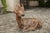 Vintage American Concrete Reclining Deer Sculpture with Iron Antlers and Patina For Sale - Image 4 of 11