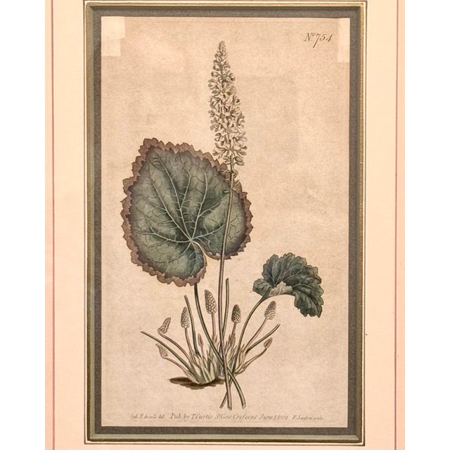A refined pair of early 19th-century botanical engravings from Curtis’s Botanical Magazine, published in London in 1804...
