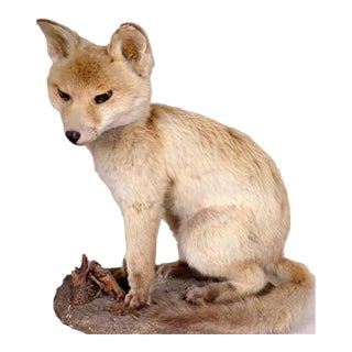 Antique Taxidermy Fox For Sale