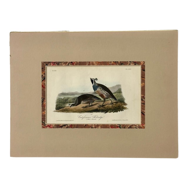 Original California Patridge by John James Audubon, 1842 For Sale