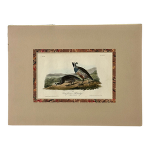 Original California Patridge by John James Audubon, 1842