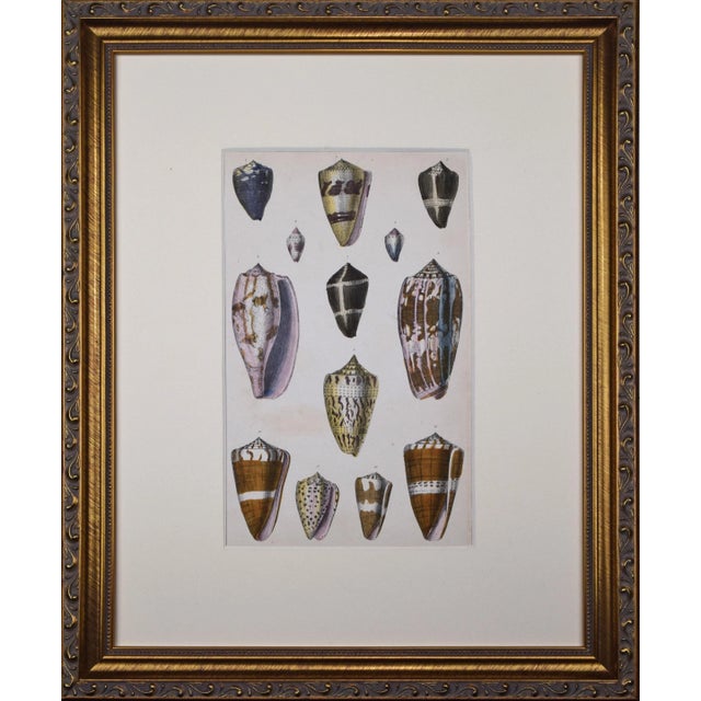 Mid 19th Century 19th Century Antique Hand-Colored Shell Engraving by Goldsmith For Sale - Image 5 of 5