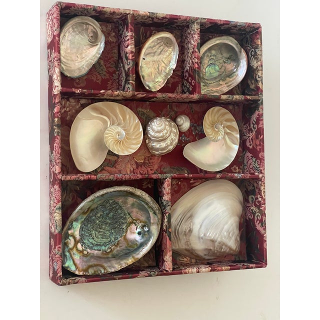 Nature’s Beauty special selection of gorgeous mother of pearl abalone , nautilus sea shells in beautiful tapestry tray.