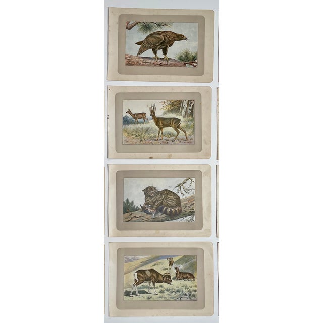 Illustration 1907 French Photogravure Prints - Collection of Twelve Wild Animals #1 - For Sale - Image 3 of 5