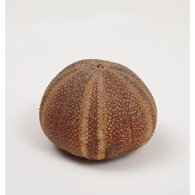 Sea Urchin Percussive Shaker by Ben Rickert, Signed For Sale - Image 4 of 8