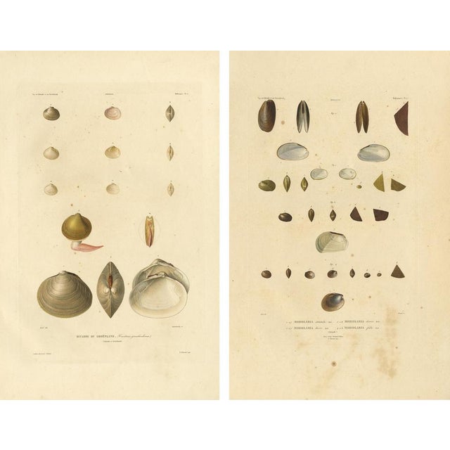 Bévalet, Greenland Bivalves and Modiolaria Shells, 1842, Print For Sale - Image 4 of 10