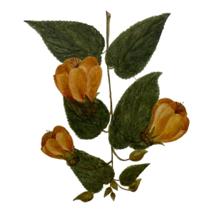 Antique Botanical Watercolor