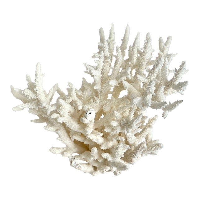 Rare Natural Staghorn Coral Specimen For Sale