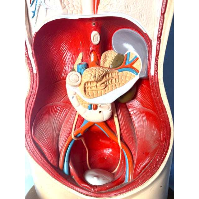 Denoyer Geppert Human Body Torso Anatomical Model 36 For Sale - Image 10 of 12
