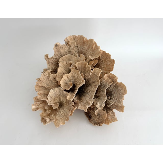 Exceptional unbleached natural Poca coral with flowery detail that displays beautifully. Each piece is cleaned and trimmed...