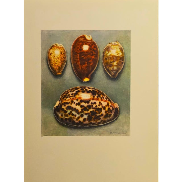 1930s 1935 Rare Set of 3 French Lithographs-Sea Shells For Sale - Image 5 of 7