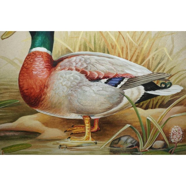 M Shermorne, Duck, Ornithology Watercolour For Sale - Image 6 of 12