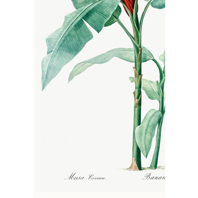 Scarlet Banana Illustration, Vintage Botanical Art Print Reproduction, 20" X 30" For Sale - Image 9 of 10