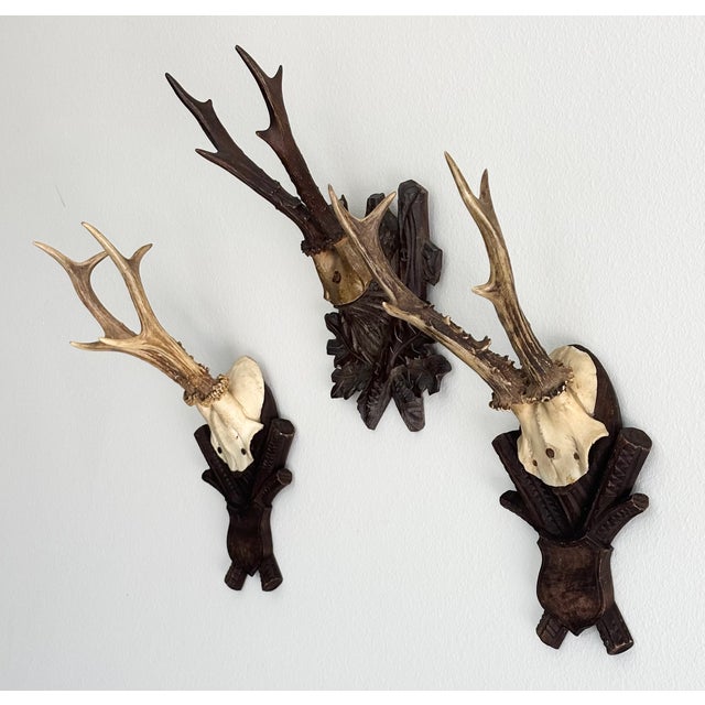 Late 19th Century Collection of Antique Black Forest Roe Deer Trophy Antler Mounts - Set of 3 For Sale - Image 5 of 17