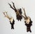 Late 19th Century Collection of Antique Black Forest Roe Deer Trophy Antler Mounts - Set of 3 For Sale - Image 5 of 17