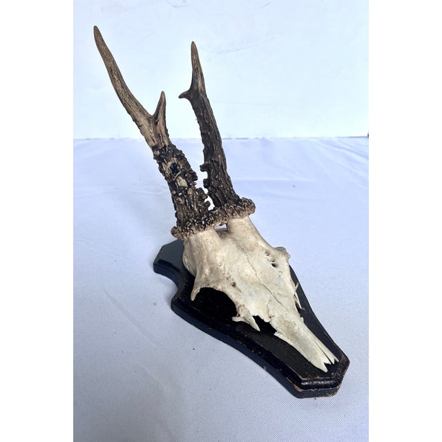 Bone Vintage 1973 German Roe Deer Antler Mount With Matching Jawbone For Sale - Image 7 of 14