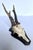 Bone Vintage 1973 German Roe Deer Antler Mount With Matching Jawbone For Sale - Image 7 of 14