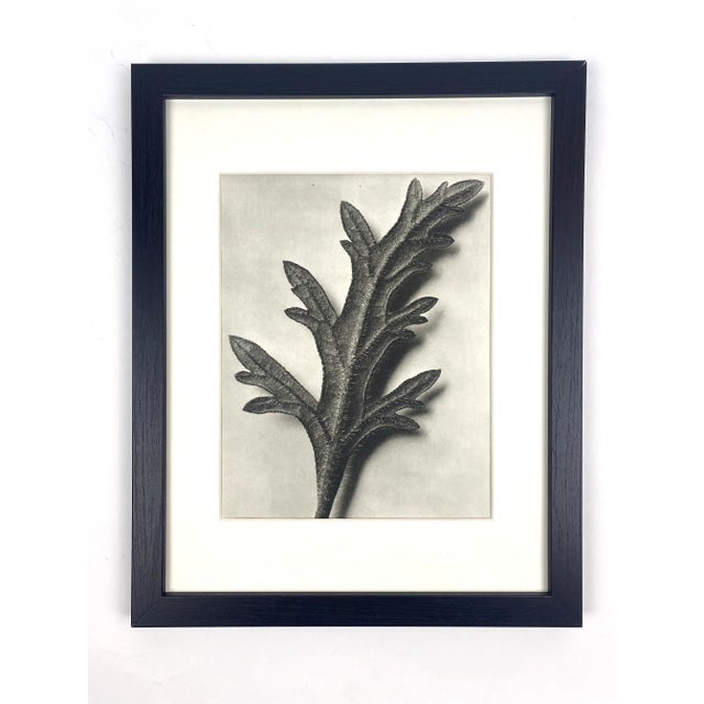 1940s 1940s Framed Botanical Blossfeldt Print - No. 81 For Sale - Image 5 of 5